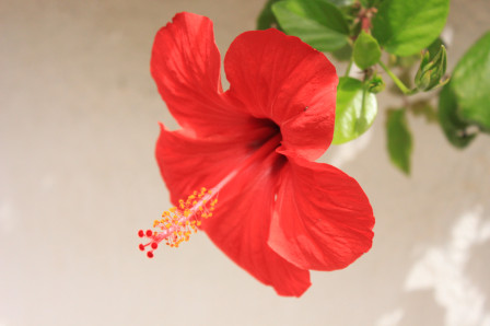 21/05 : Une fleur sur le bord du chemin